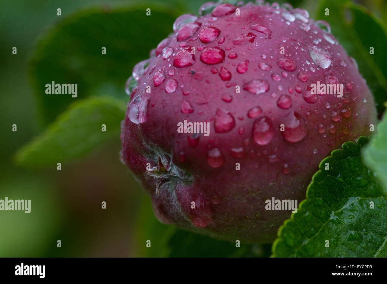 Une pomme mûre dans la croissance lente de la 'summer' temps, couvert de gouttes de pluie. Banque D'Images
