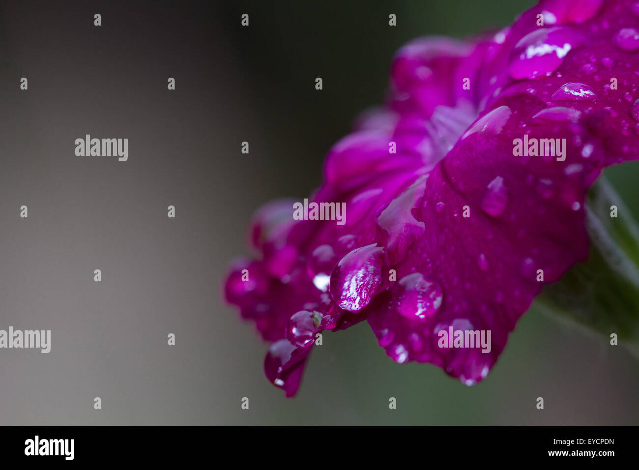 Gouttes de pluie recueillies sur une petite fleur rose-pourpre dans le milieu de la British 'Summer' Banque D'Images
