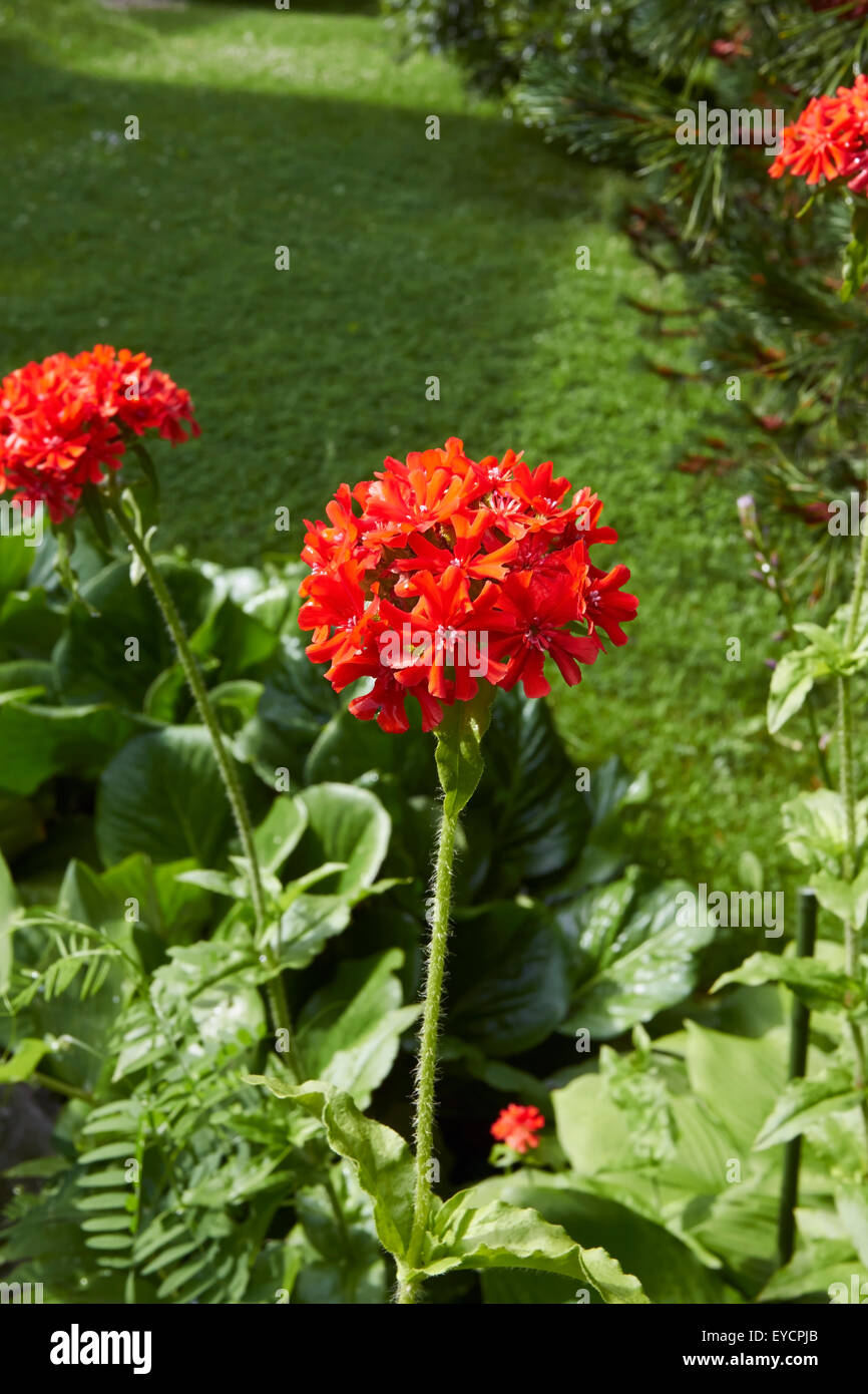 Lychnis chalcedonica, fleurs amour brûlant Banque D'Images