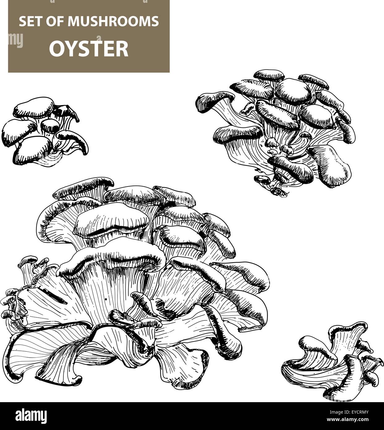 Les champignons. L'huître. Illustration de Vecteur