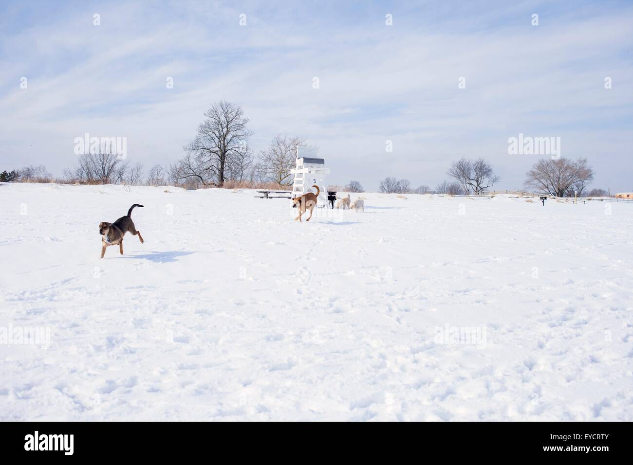 Chiens qui courent à travers champ neigeux Banque D'Images