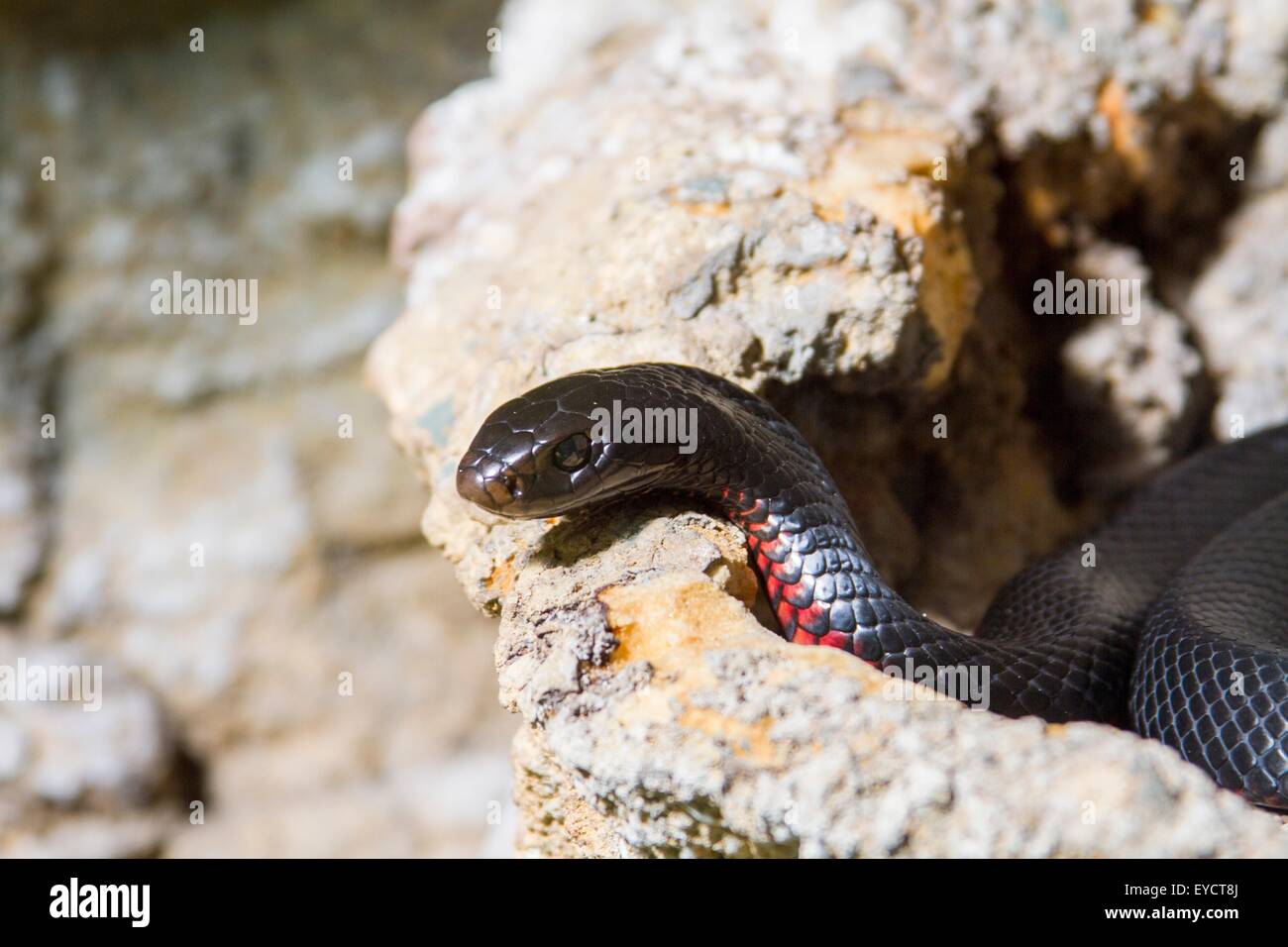 Serpent noir enroulé sur rock, Australie Banque D'Images