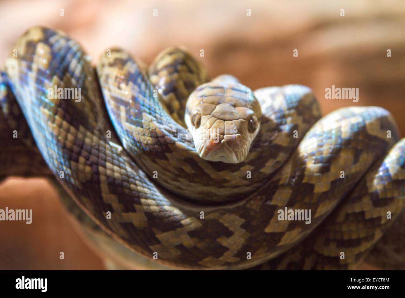Close up portrait of brown serpent enroulé sur une branche d'arbre, de l'Australie Banque D'Images