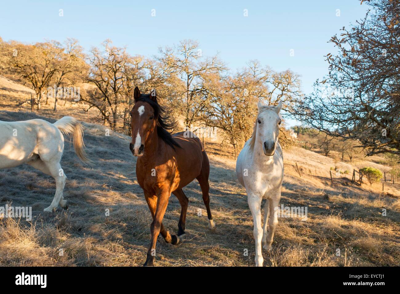 Trois chevaux trottant dans la zone Banque D'Images