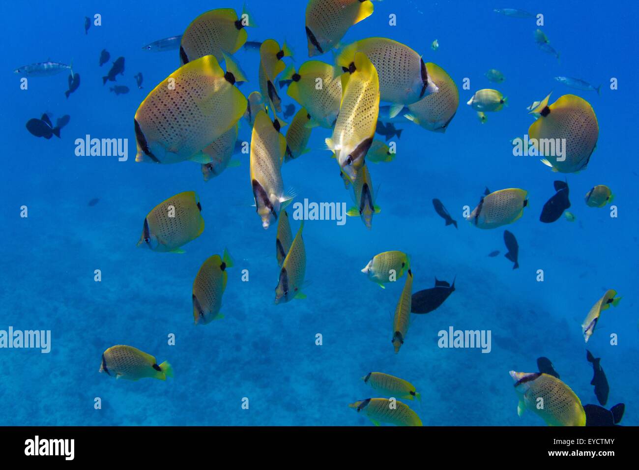 Poisson sous l'eau jaune Banque D'Images