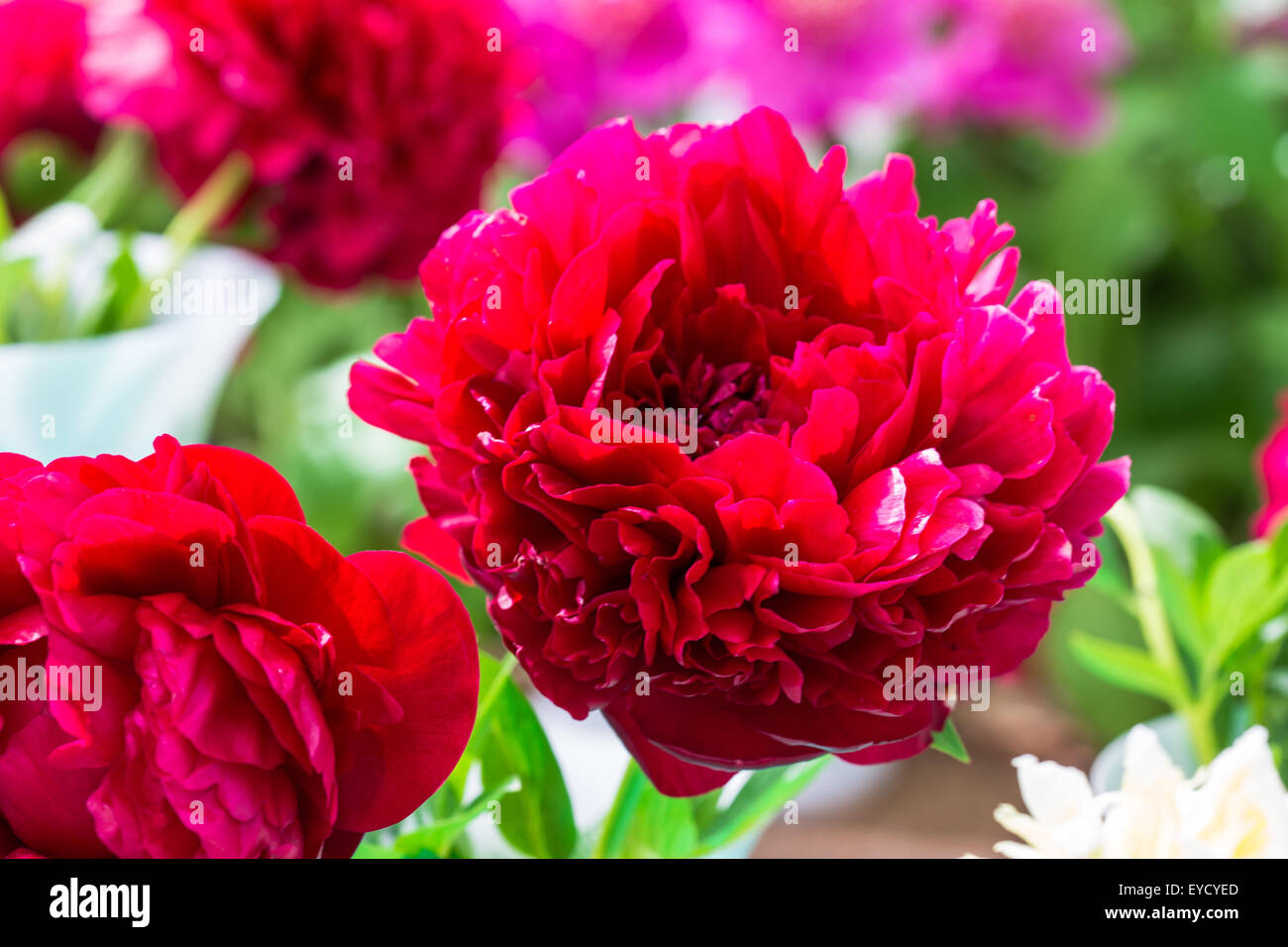 Un beau gros plan de fleurs de pivoines pourpre Banque D'Images