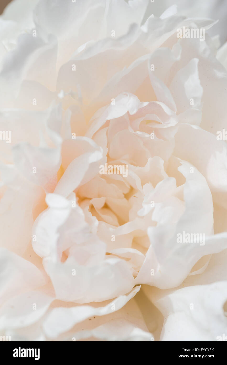 Libre d'une belle fleur de pivoine blanche Banque D'Images