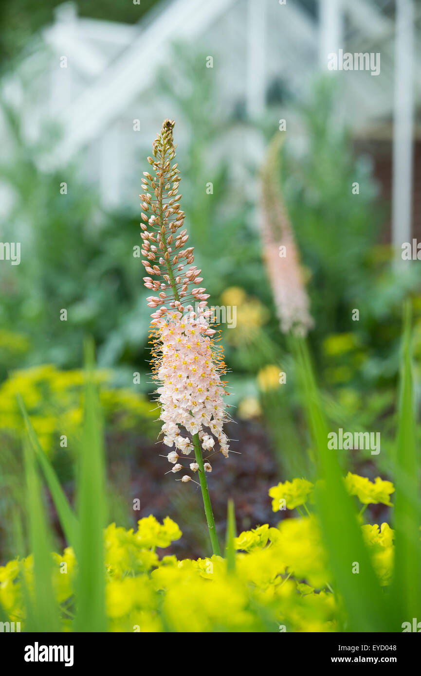 Eremurus Moneymaker. Lily la sétaire verte Banque D'Images