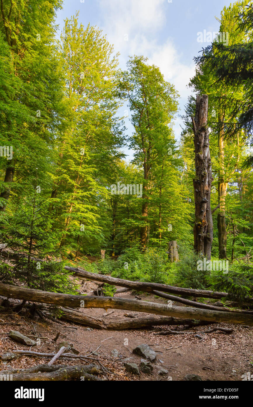 Plusieurs arbres tombés bloquant un sentier dans une forêt dans les Ardennes, Belgique Banque D'Images