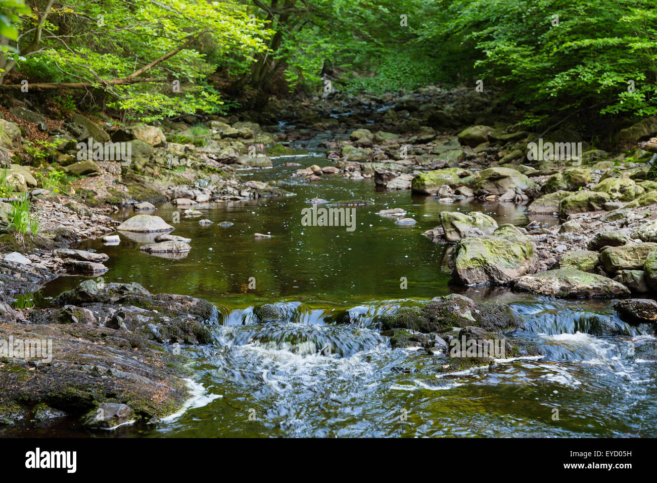 Un petit ruisseau de montagne dans les Hautes Fagnes, les Ardennes, la Belgique s'écoulant dans la forêt verte comme à travers un tunnel. Banque D'Images