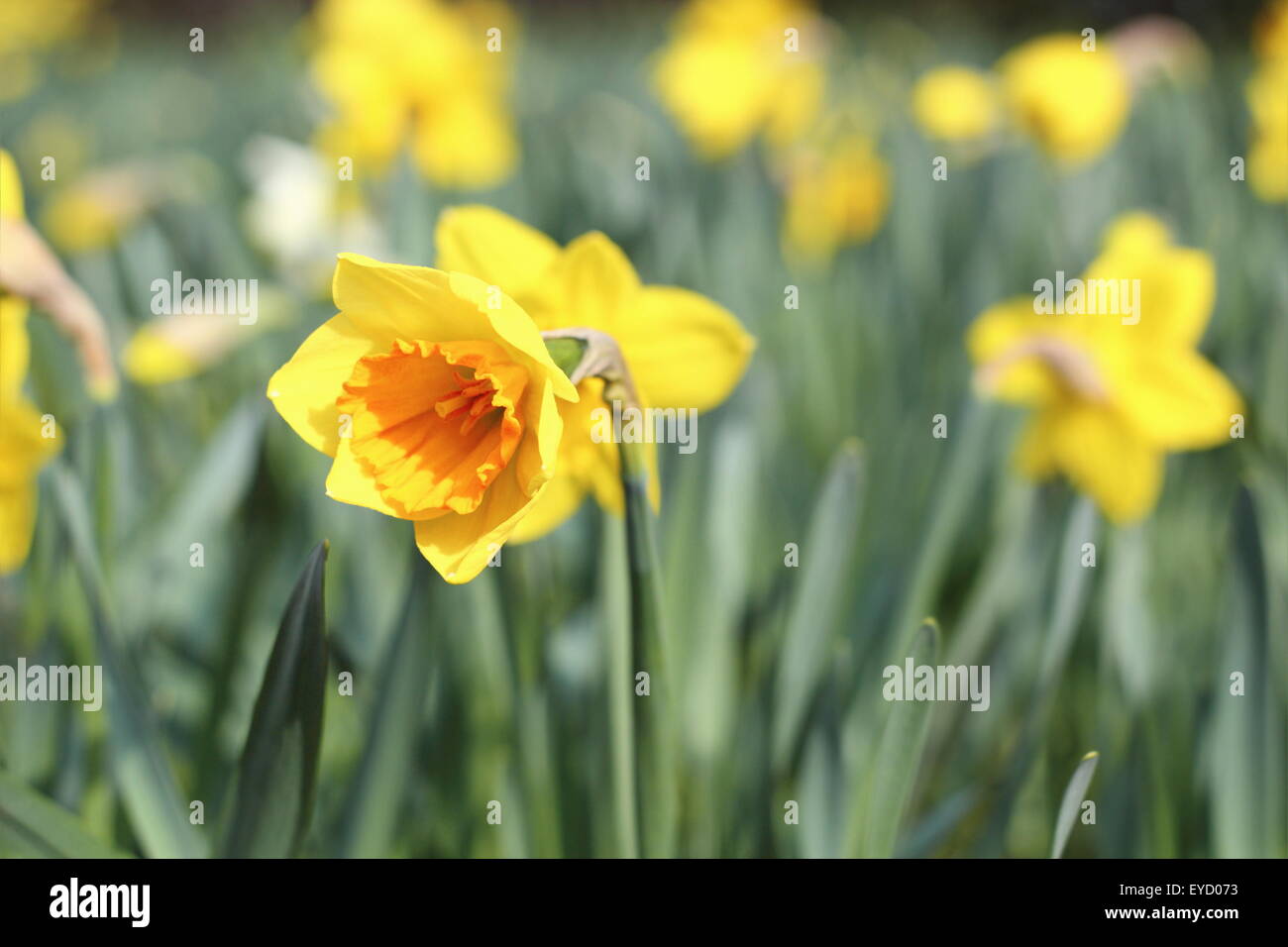 Libre d'un beau jaune narcisse Banque D'Images