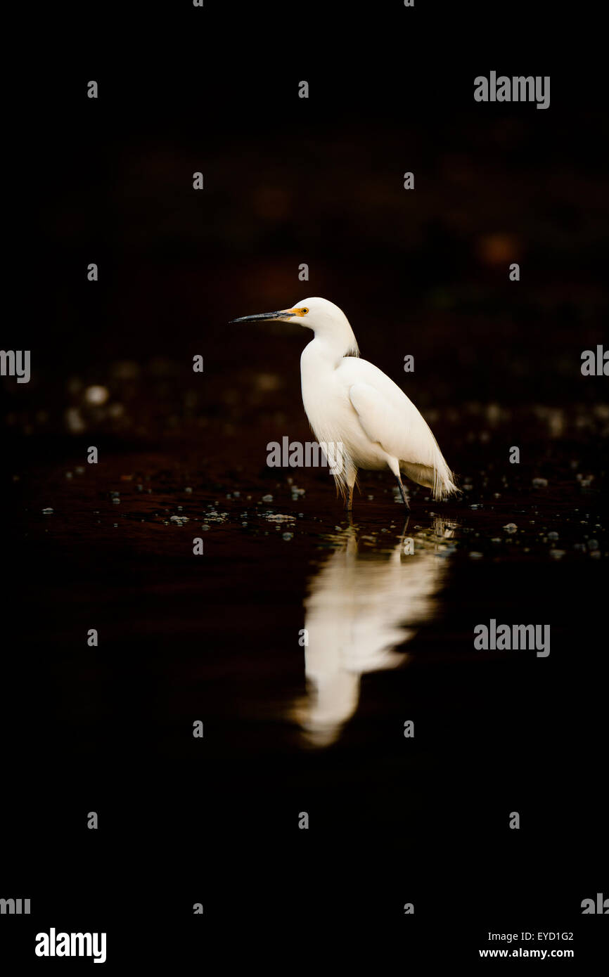 Aigrette neigeuse Egretta thula,, dans l'une des armes blanches de lac Gatun, République du Panama. Banque D'Images