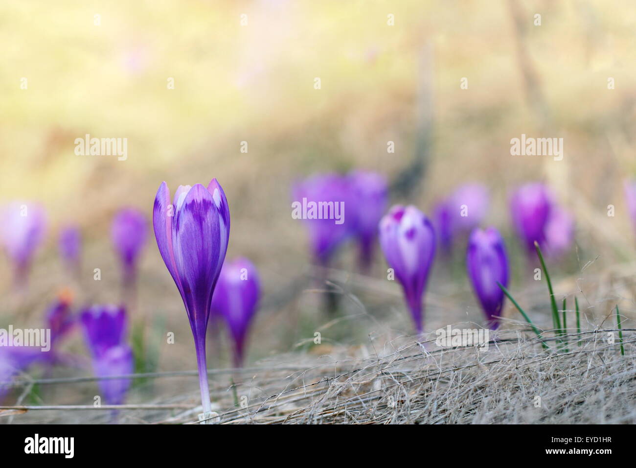 Gros plan du Crocus sativus violet - fleur sauvage - au printemps Banque D'Images