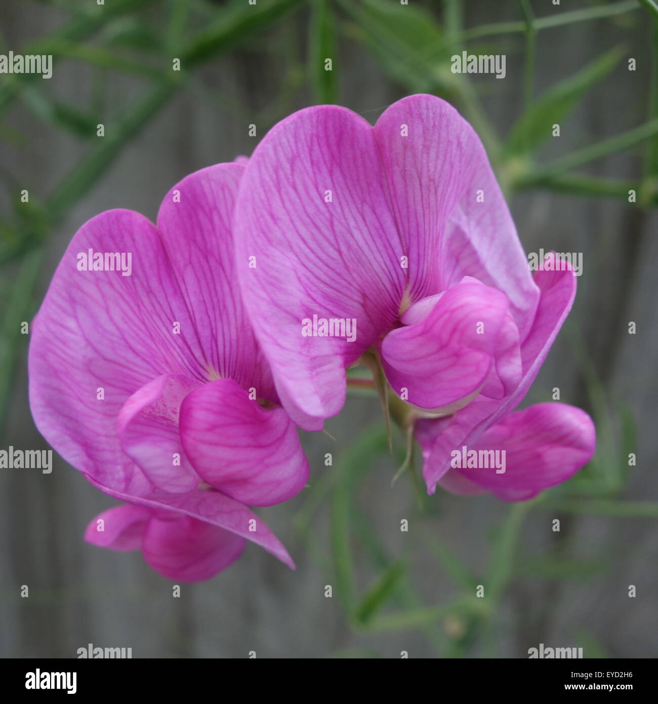 Fleurs de pois sucré éternelle Banque D'Images