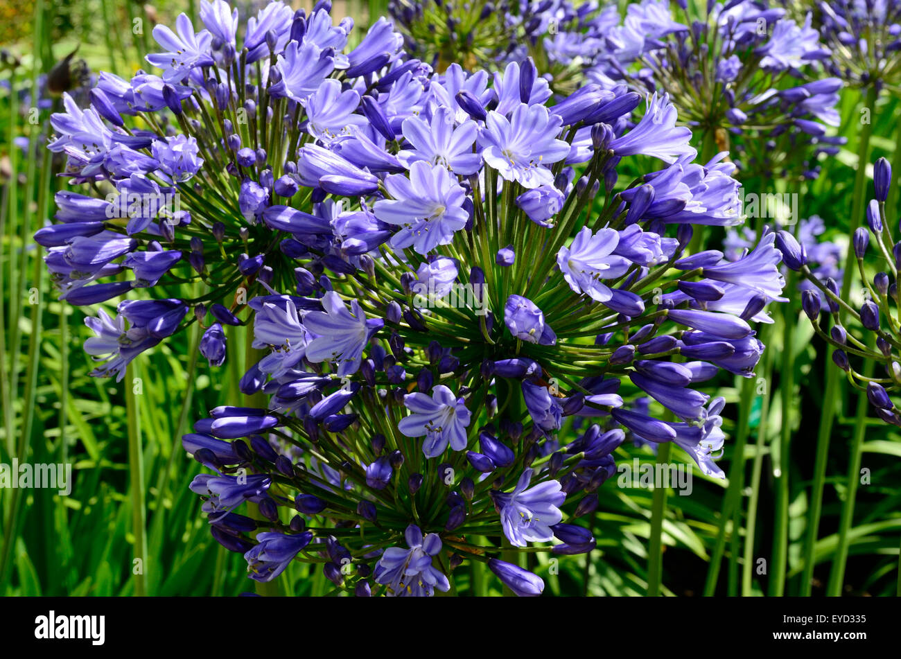 Agapanthus Catharina fleurs Banque D'Images