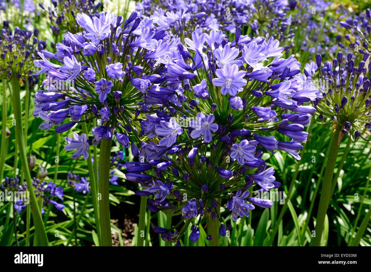 Agapanthus Catharina fleurs Banque D'Images