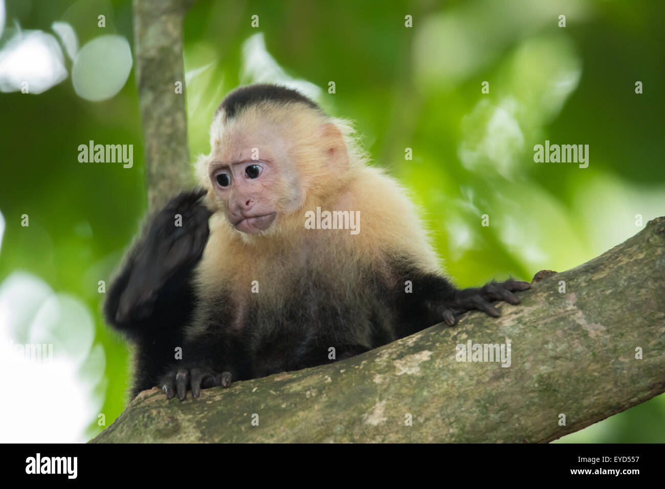 Un Bebe Singe Capucin Blanc Face De Rayer Son Siege Photo Stock Alamy