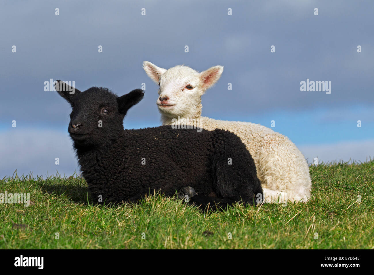 Le noir et blanc les agneaux de brebis laitières de race Frisonne se reposant dans un pré, Frise du Nord, Allemagne Banque D'Images