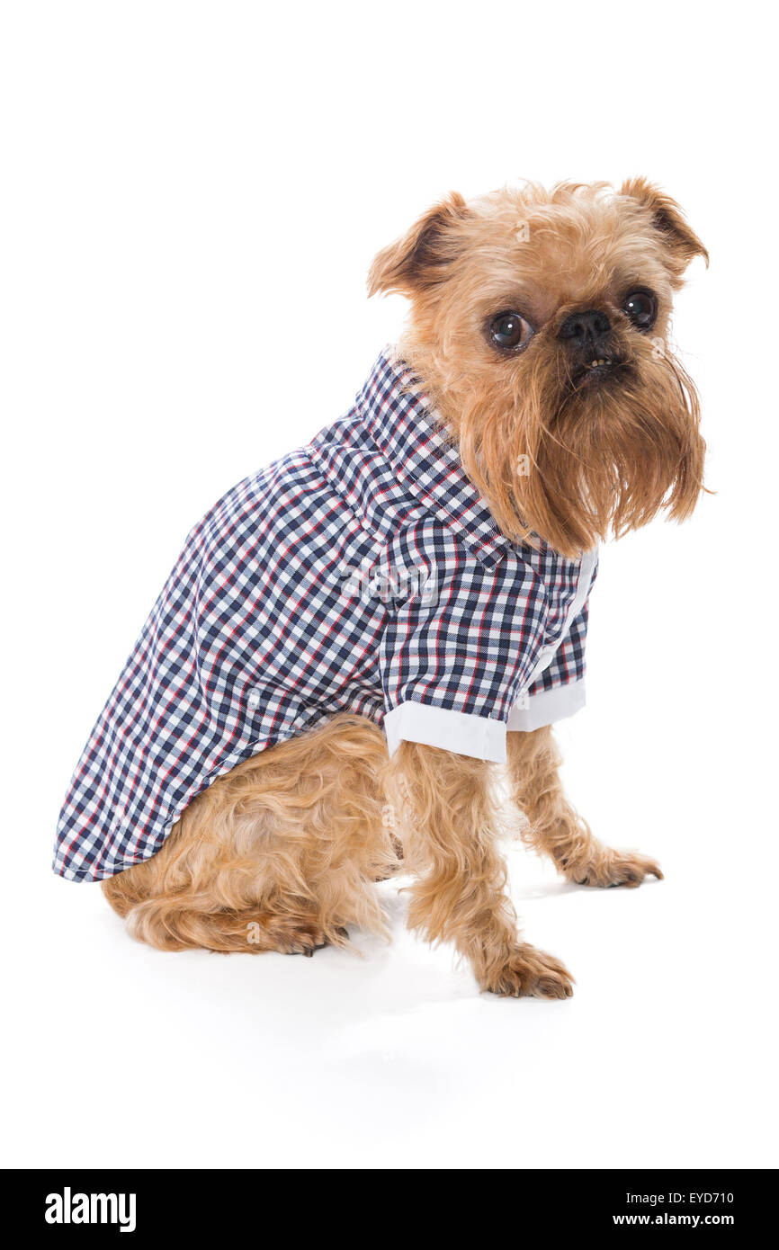 Race de chien Griffon de Bruxelles en chemise à carreaux, side view, isolated on white Banque D'Images