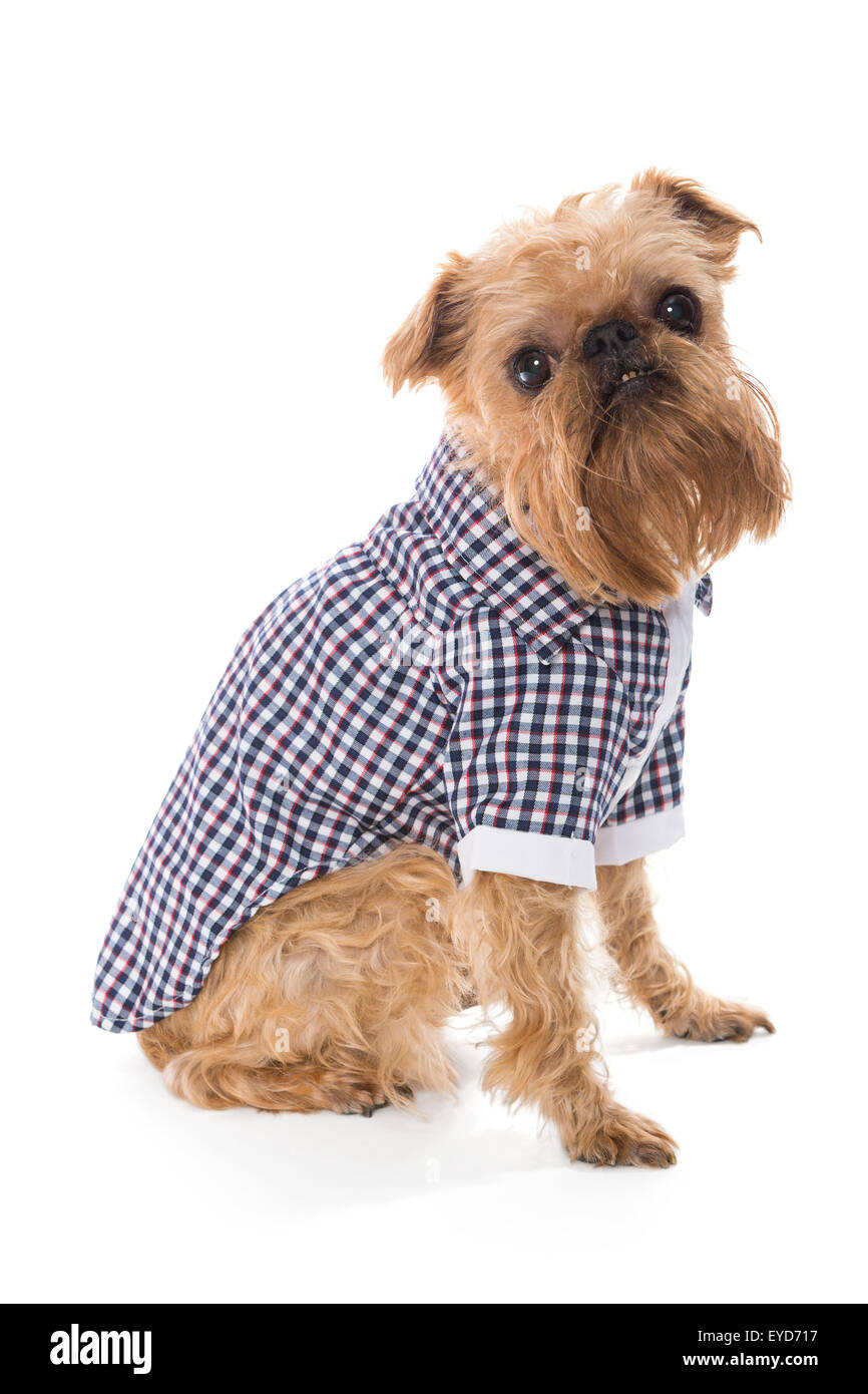 Race de chien Griffon de Bruxelles en chemise à carreaux, side view, isolated on white Banque D'Images