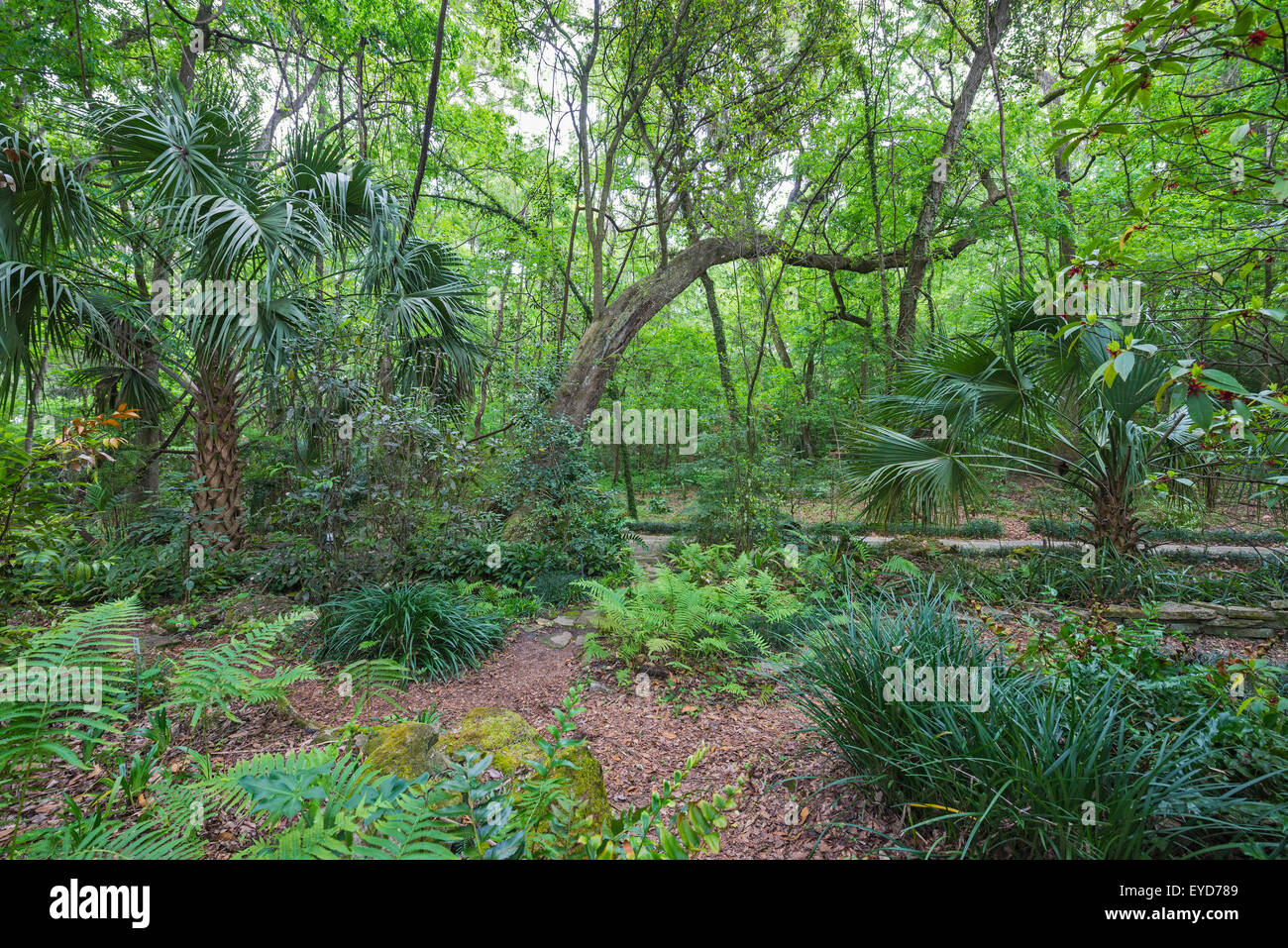 Jardin de printemps annuel Festival à Kanapaha Botanical Gardens de Gainesville, Floride. Banque D'Images