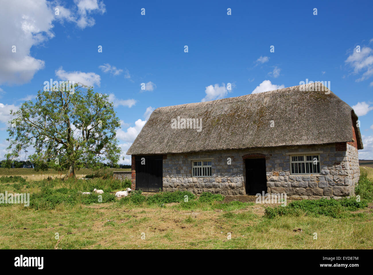 Ancienne chaumière grange servant à abriter les chèvres dans un champ. La chèvre blanche en faisant une pause à l'ombre d'un arbre. Banque D'Images