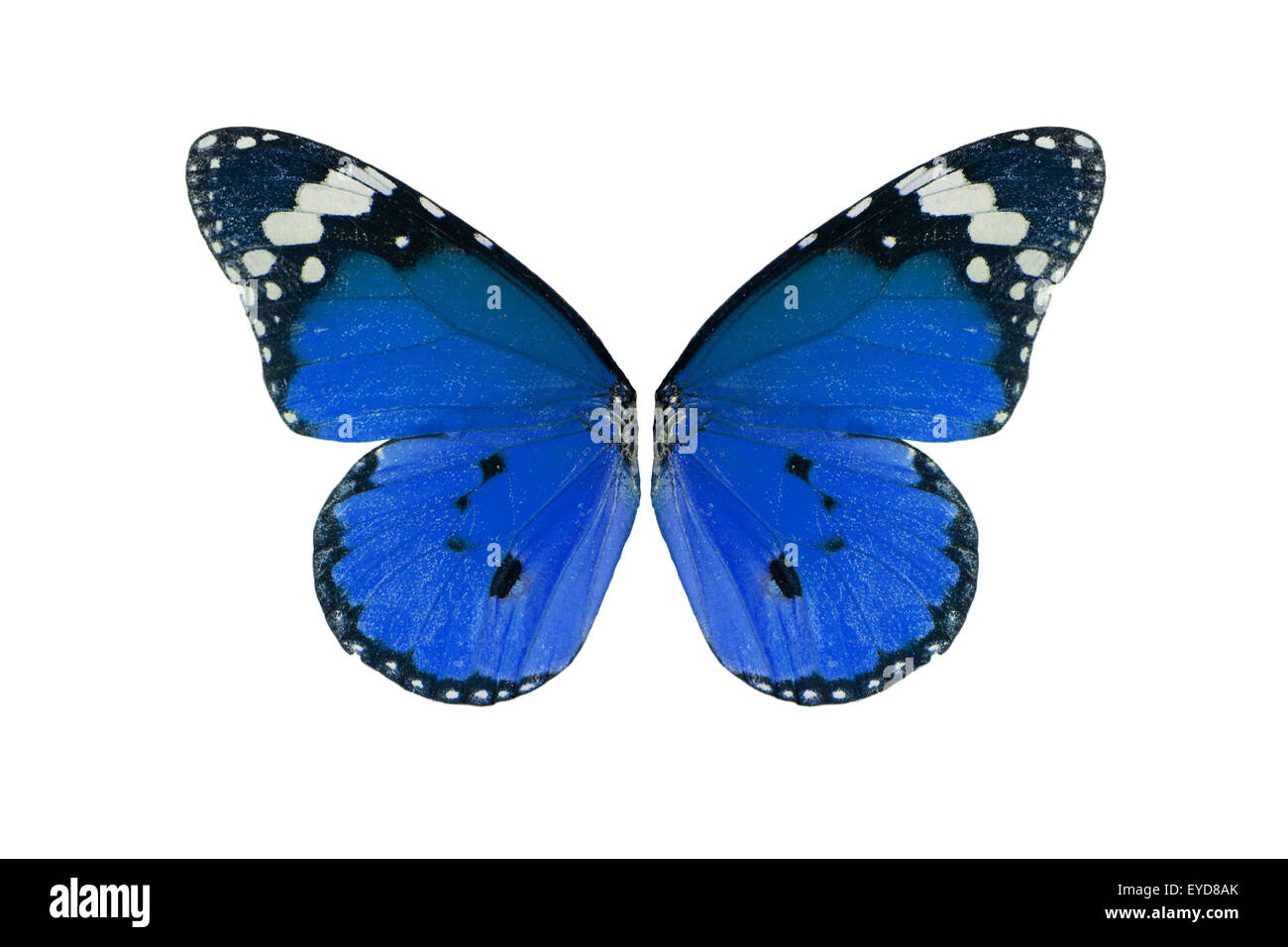 Belle Plaine de détail d'aile de papillon tigre (Danaus chrysippe) Banque D'Images