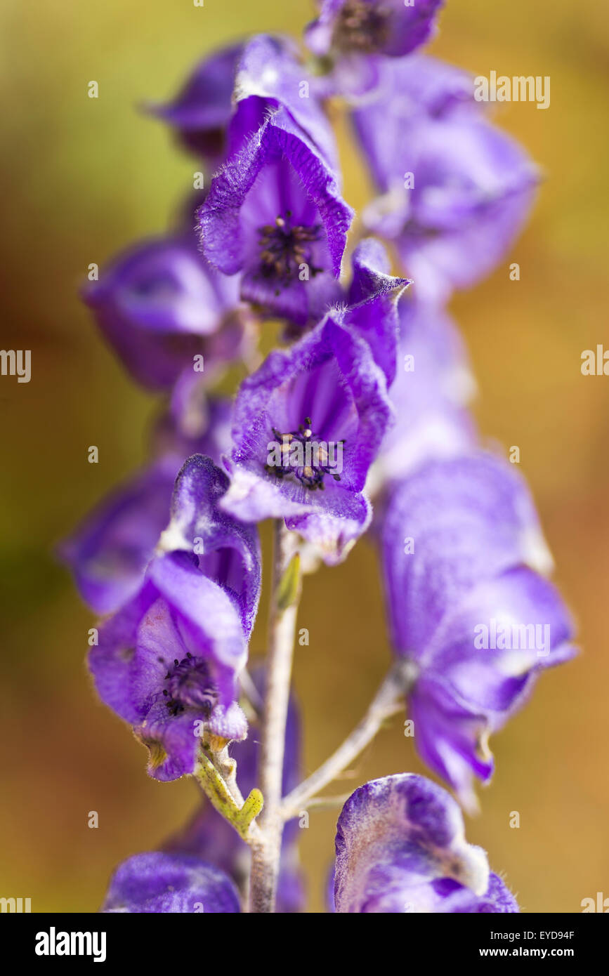 Monks Hood fleurs de jardin Holyhead Anglesey au nord du Pays de Galles UK Banque D'Images