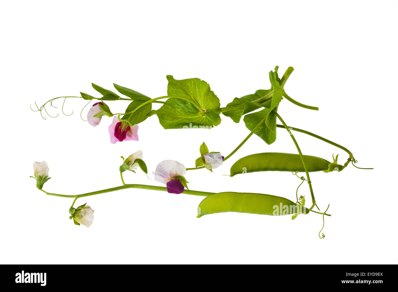 Fleurs de pois avec pods isolated on white Banque D'Images