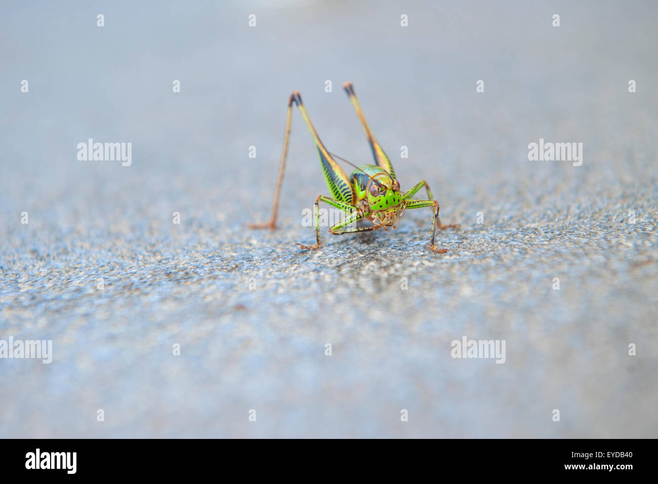 Un très grand green cricket Banque D'Images