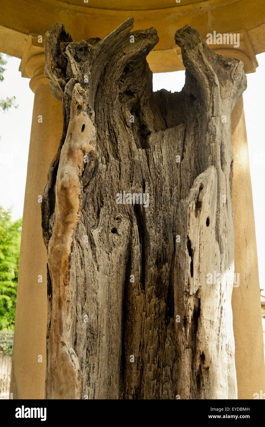 Les cultures anciennes,antique,Arbol de Guernica Banque D'Images