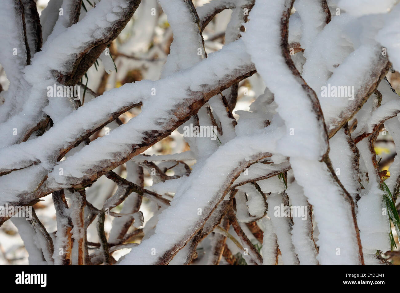 Pin sylvestre (Pinus sylvestris) recouvert de neige Banque D'Images