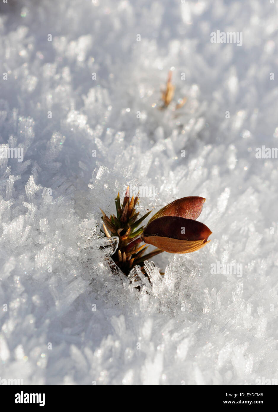 L'ajonc commun (Ulex europaeus) la germination dans la neige Banque D'Images