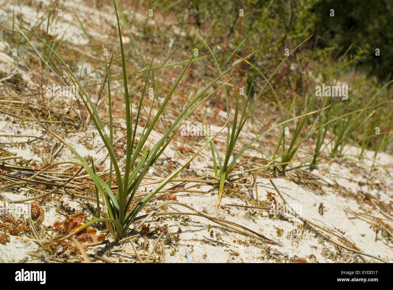 Sand (Carex arenaria) croissant dans les dunes de sable. Banque D'Images