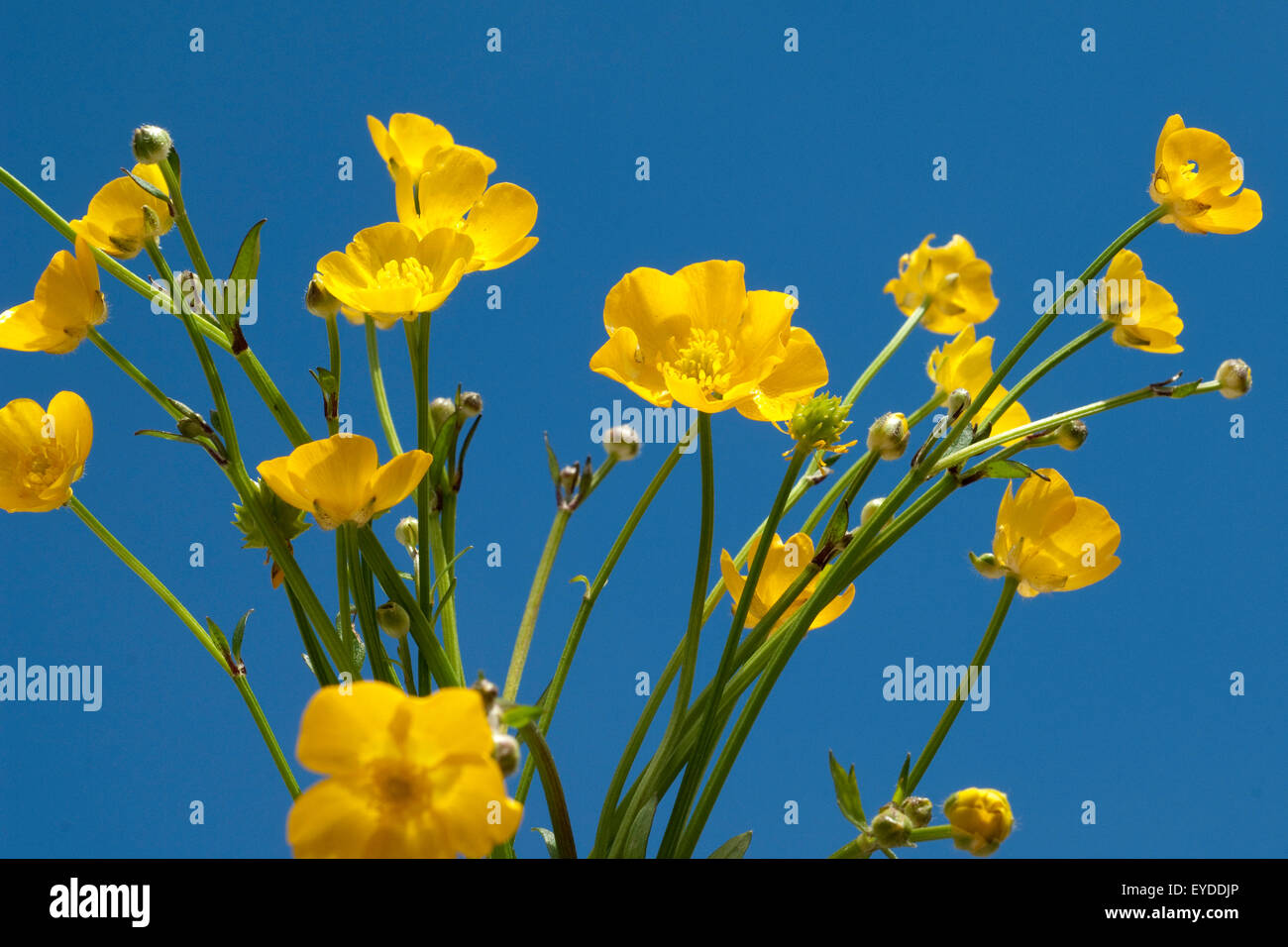 , Kriechender Hahnenfuss Ranunculus repens, ;, Kriechend, gelbe Blueten ; gelbe Banque D'Images