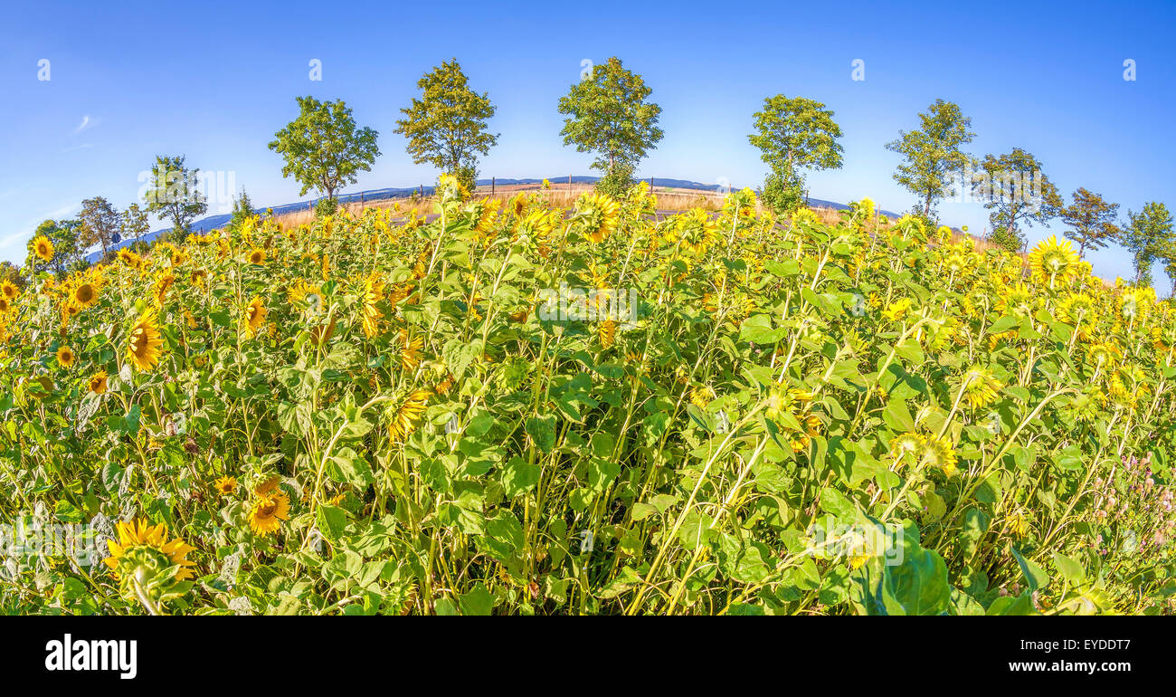 Domaine de tournesols en fleurs, photo objectif fisheye. Banque D'Images