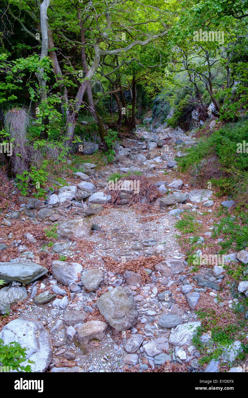Lit de rivière à sec la sécheresse de l'été les arbres Banque D'Images