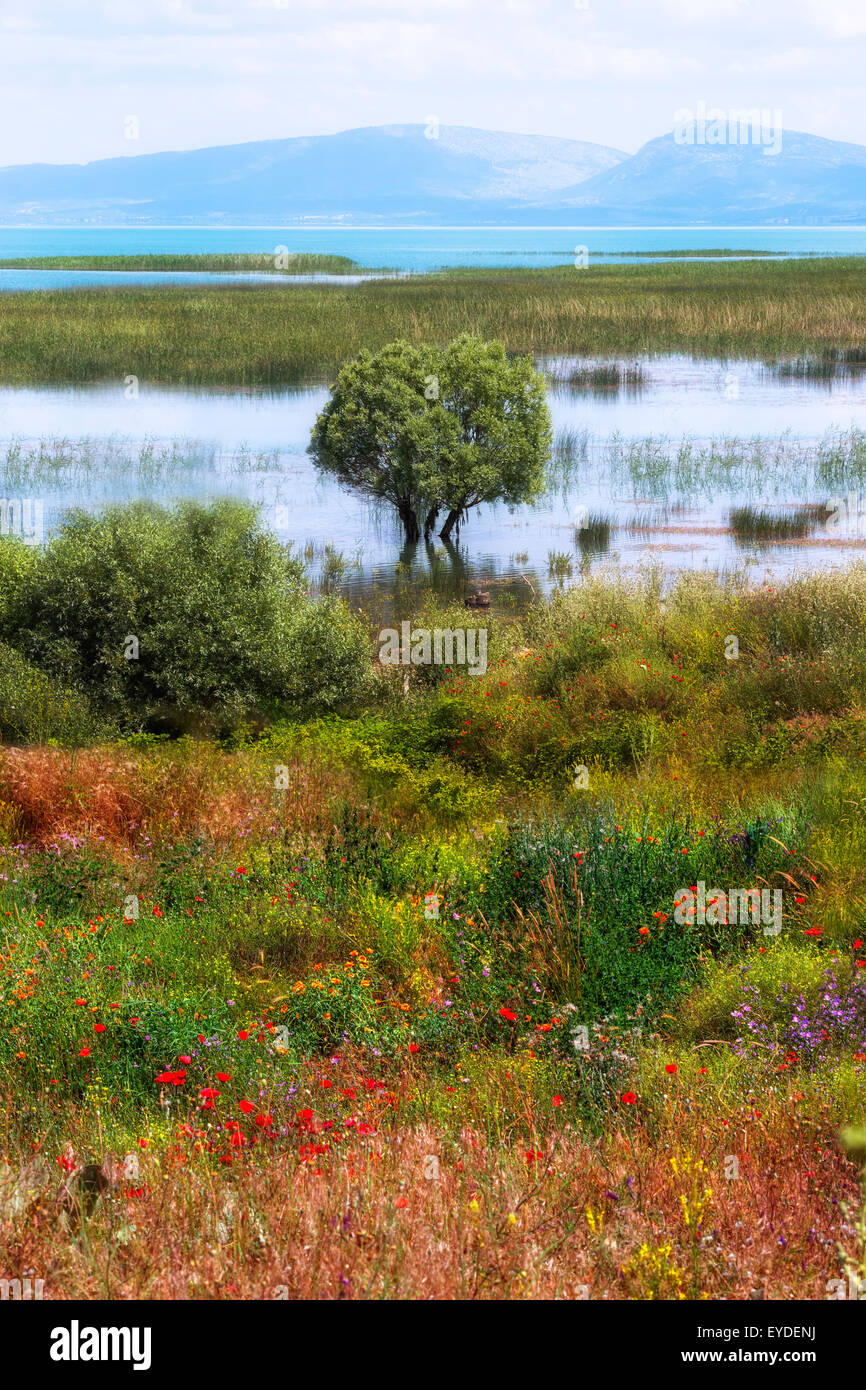 Un arbre cultivé dans l'eau à la rive d'un lac, en face un pré de fleurs sauvages Banque D'Images