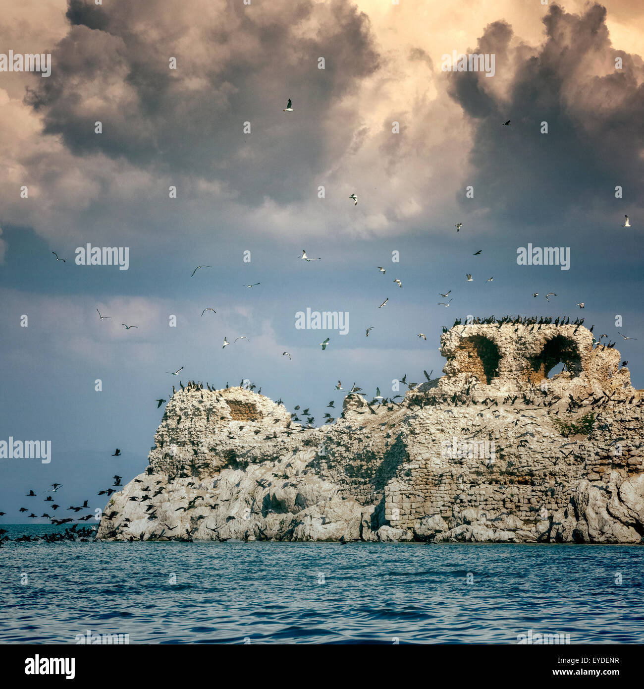 Ruines d'un château sur une petite île avec des centaines d'oiseaux Banque D'Images