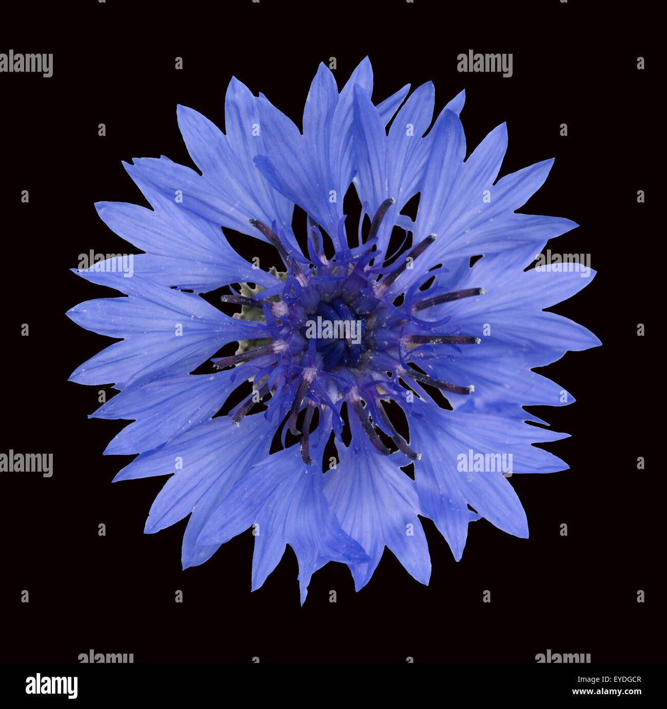 Centaurea cyanus Kornblume ; ; ; Banque D'Images