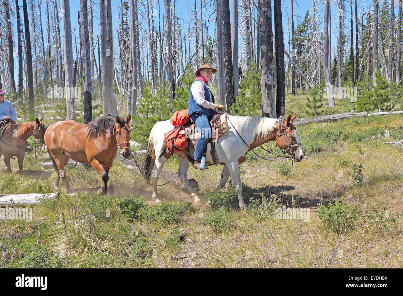 Horsebaack riders sur le Pacific Crest Trail près de soeurs dans la chaîne des Cascades de centre de l'Oregon. Banque D'Images