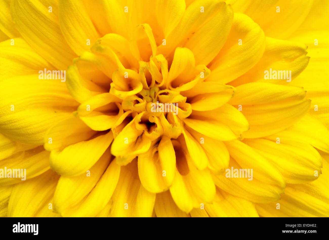 Fleur Dahlia jaune close-up Banque D'Images