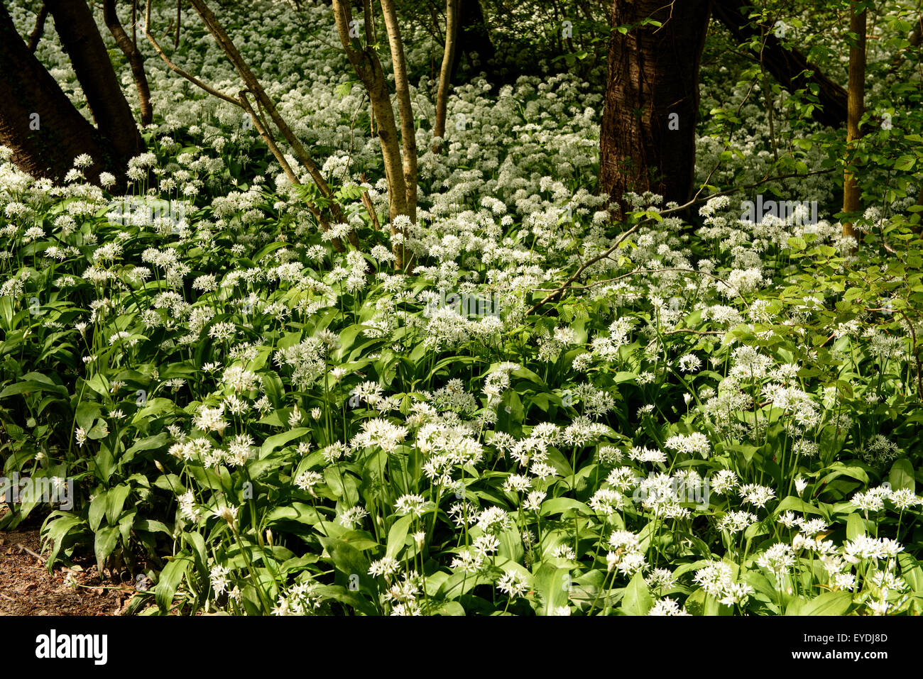 Ramson (Allium ursinum) dans Døndal, à l'île de Bornholm, Danemark Banque D'Images