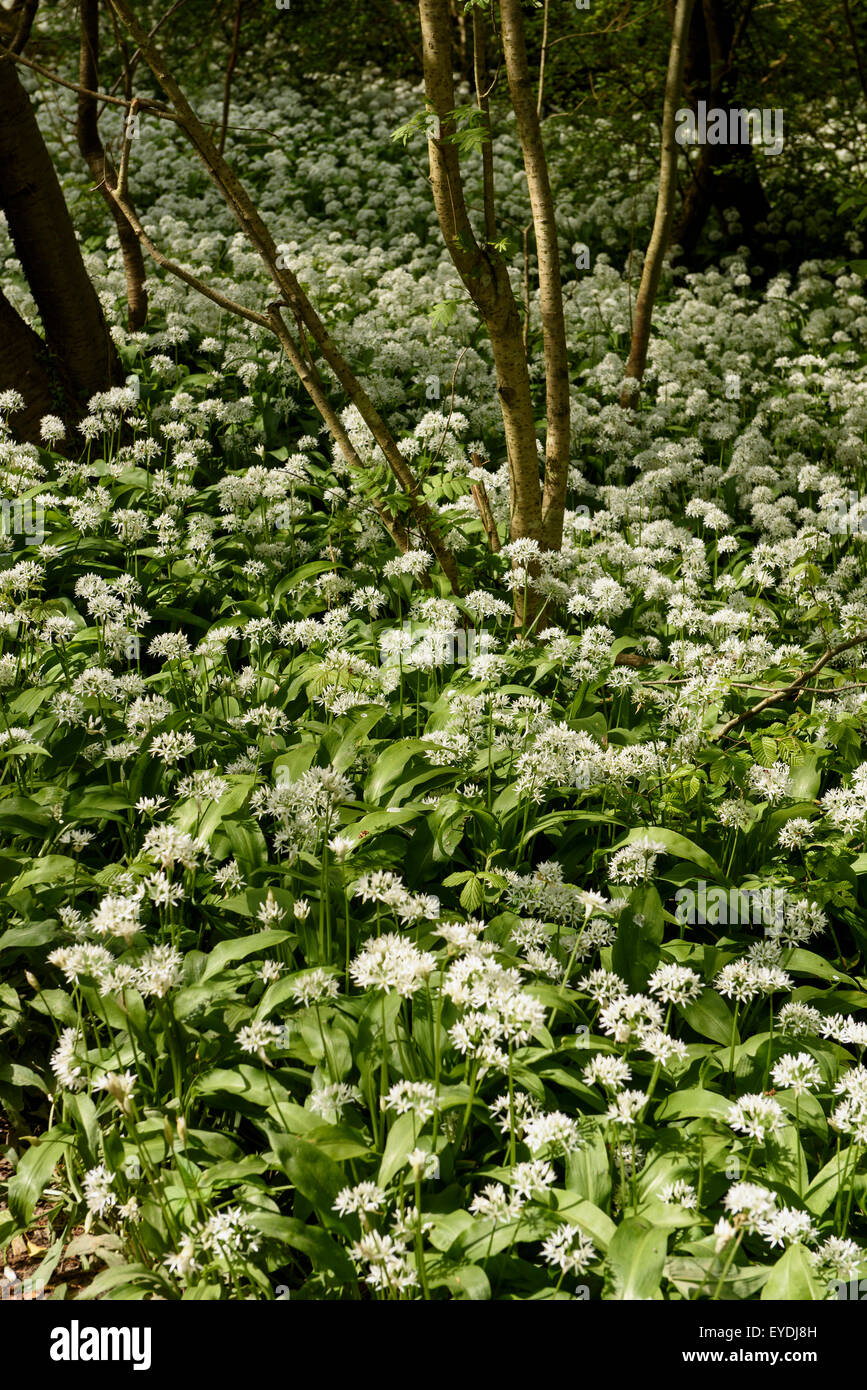 Ramson (Allium ursinum) dans Døndal, à l'île de Bornholm, Danemark Banque D'Images