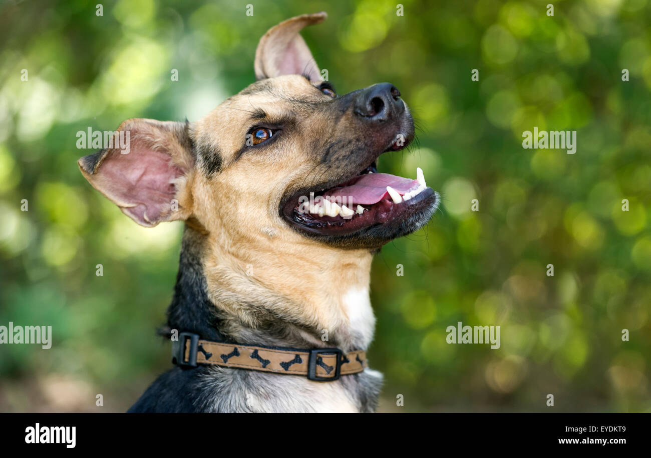 Chien Heureux Rire Est Un Beau Berger Allemand Avec Un Sourire Les Yeux Brillants Et Une Bonne Expression Humoristique Et Sympathique Photo Stock Alamy Chien Heureux Rire Est Un Beau Berger Allemand Avec Un Sourire Les Yeux Brillants Et Une Bonne Expression Humoristique Et Sympathique Photo Stock Alamy