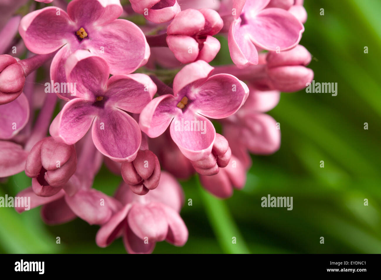 Macro image de printemps fleurs violet lilas Banque D'Images