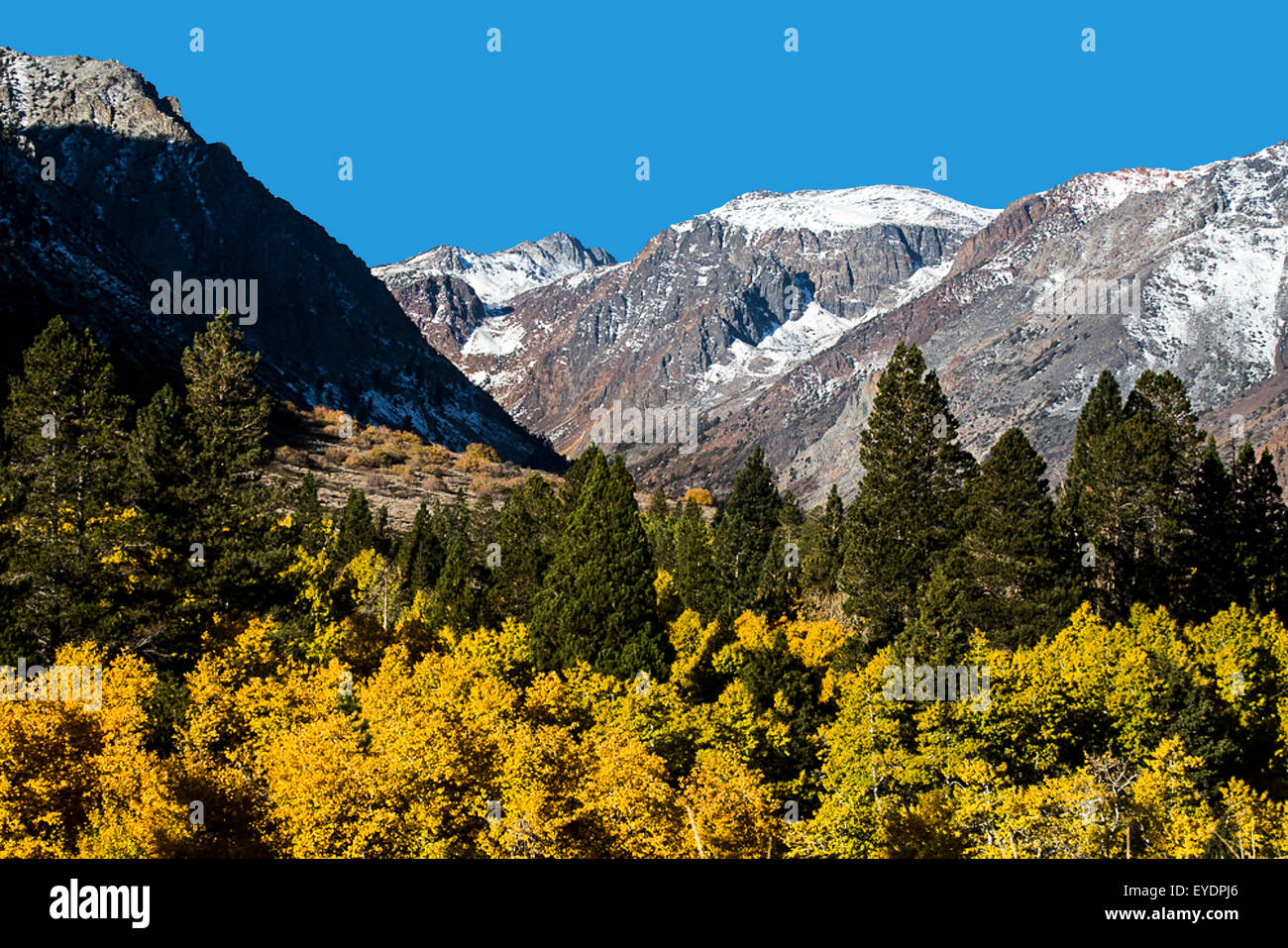 La couleur de l'automne dans la région du lac de la Lundy est de la Sierra Nevada en Californie, Mts. Banque D'Images