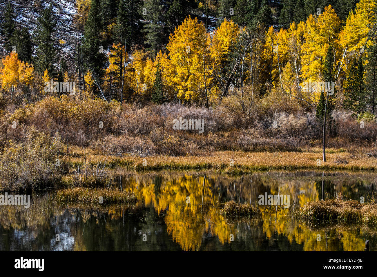 Reflet d'automne les arbres en étang de castors à Lundy Canyon, l'Est de la Sierra Nevada en Californie, MTS Banque D'Images