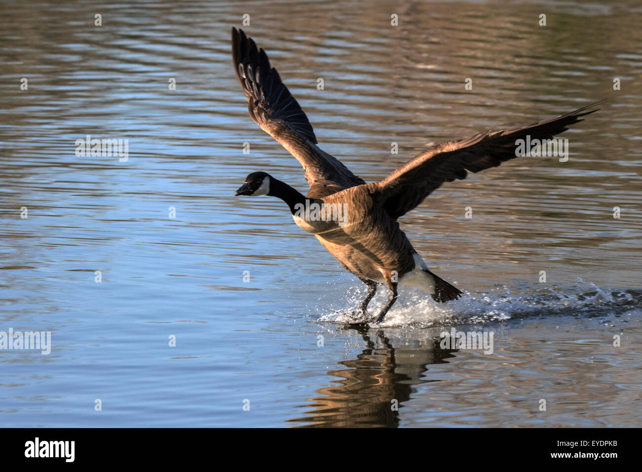 Canada Goose d'atterrissage dans un lac (Banta canadensis) Banque D'Images