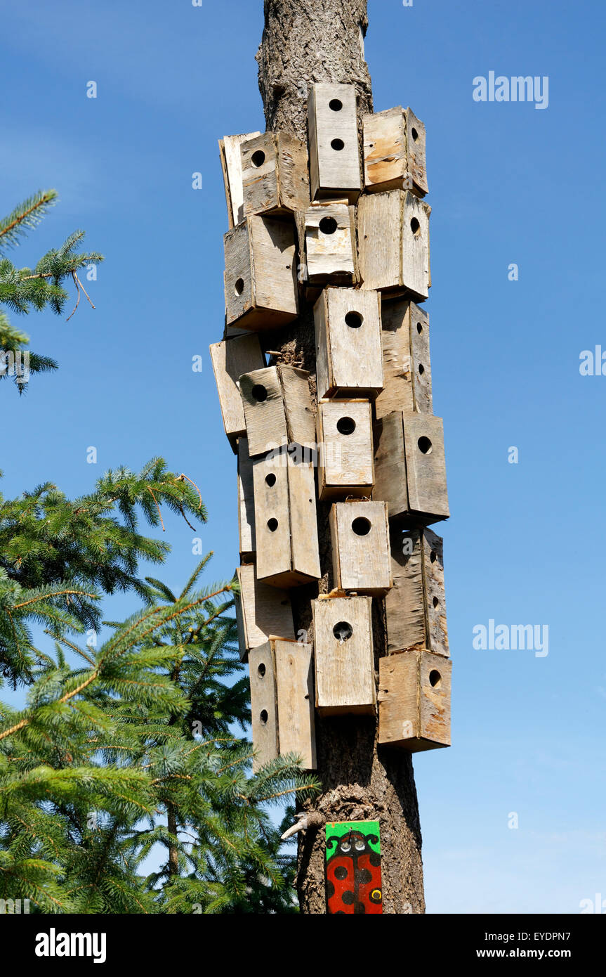 Une grappe de maisons d'oiseaux en bois non peint sur un arbre mort, l'habitat, l'île de Vancouver, BC, Canada Banque D'Images